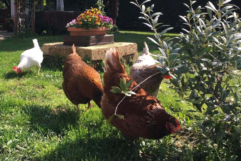 Garola Coccode Διαμέρισμα Luserna San Giovanni Εξωτερικό φωτογραφία